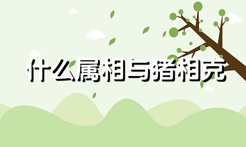 什么属相与猪相克 生肖猪和什么生肖相害,相刑,相克