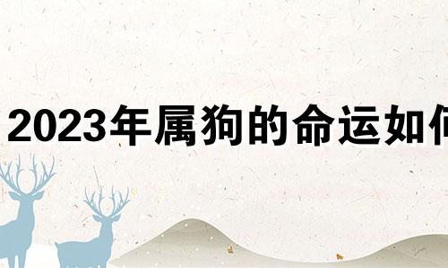 2023年属狗的命运如何? 2023年属狗人运势如何