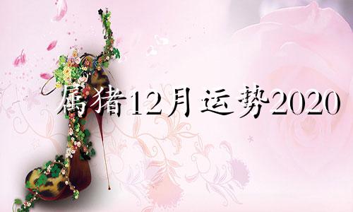 属猪12月运势2020 2021属猪12月运势