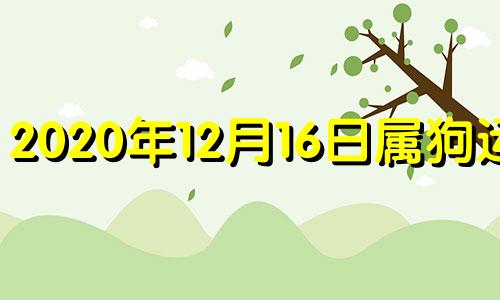 2020年12月16日属狗运势 2016年狗人的全年运势如何