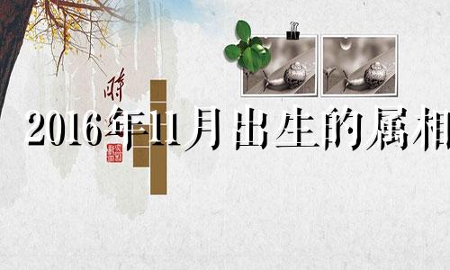 2016年11月出生的属相 2016年11月属猴的是什么命运