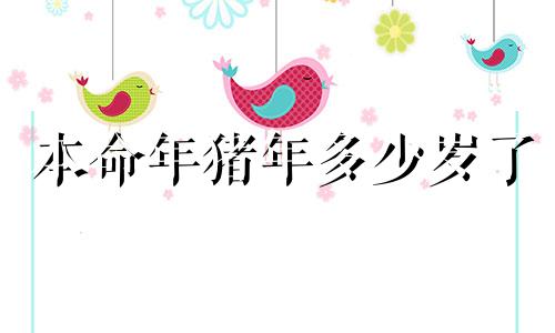 本命年猪年多少岁了 本命年猪年今年多少岁