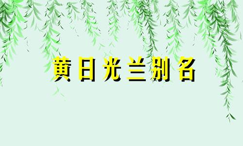 黄日光兰别名 兰花黄光登