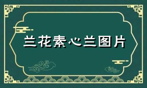 兰花素心兰图片 素心兰象征什么