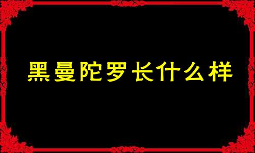 黑曼陀罗长什么样 黑曼陀罗有毒吗?