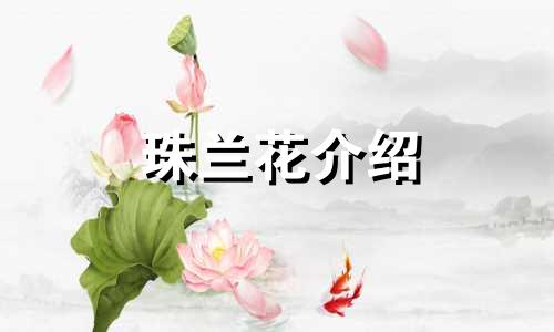 珠兰花介绍 珠兰花期多长