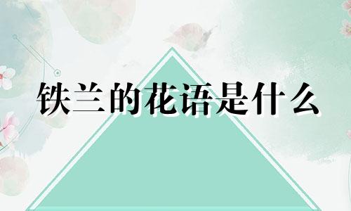 铁兰的花语是什么 铁兰的寓意和象征