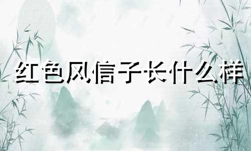 红色风信子长什么样 风信子花不同颜色的象征